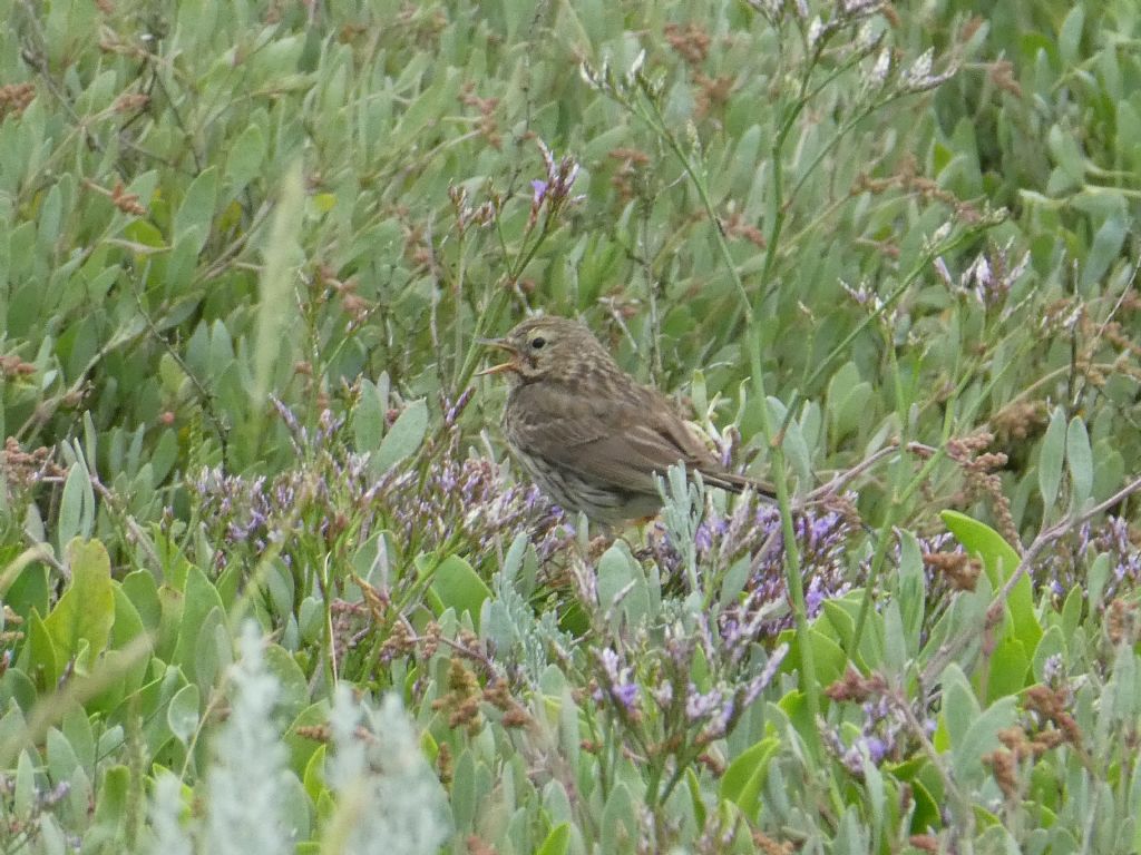 Alaudidae?  No, Motacillidae: Pispola (Anthus pratensis)